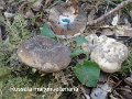 Russula marxmuelleriana-amf2278